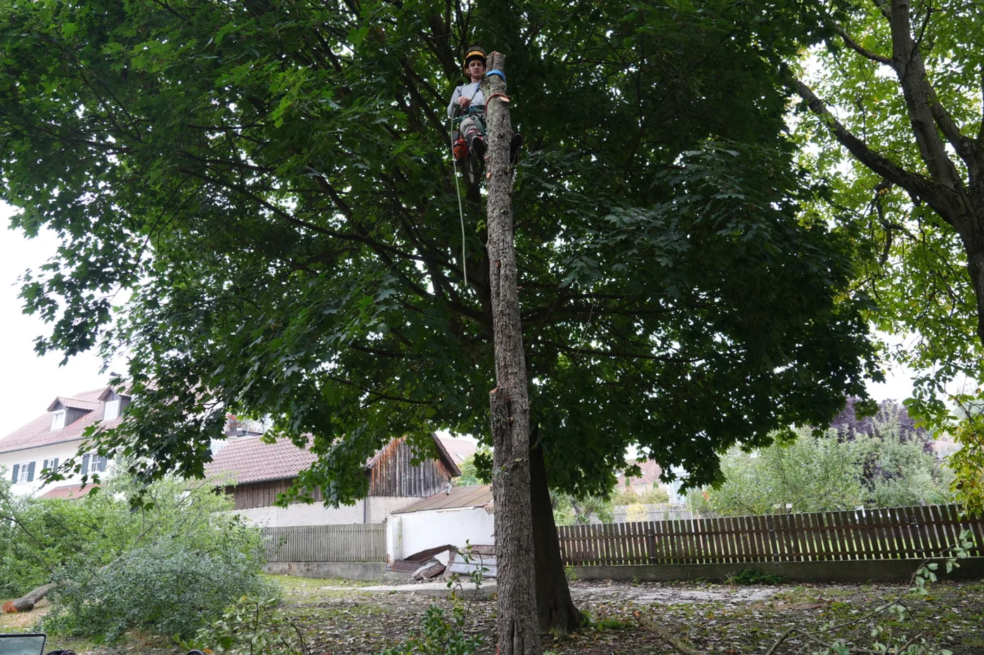 Josef Huber am verbleibenden Stamm der Birne mit Nachbargärten und Gebäuden im Hintergrund