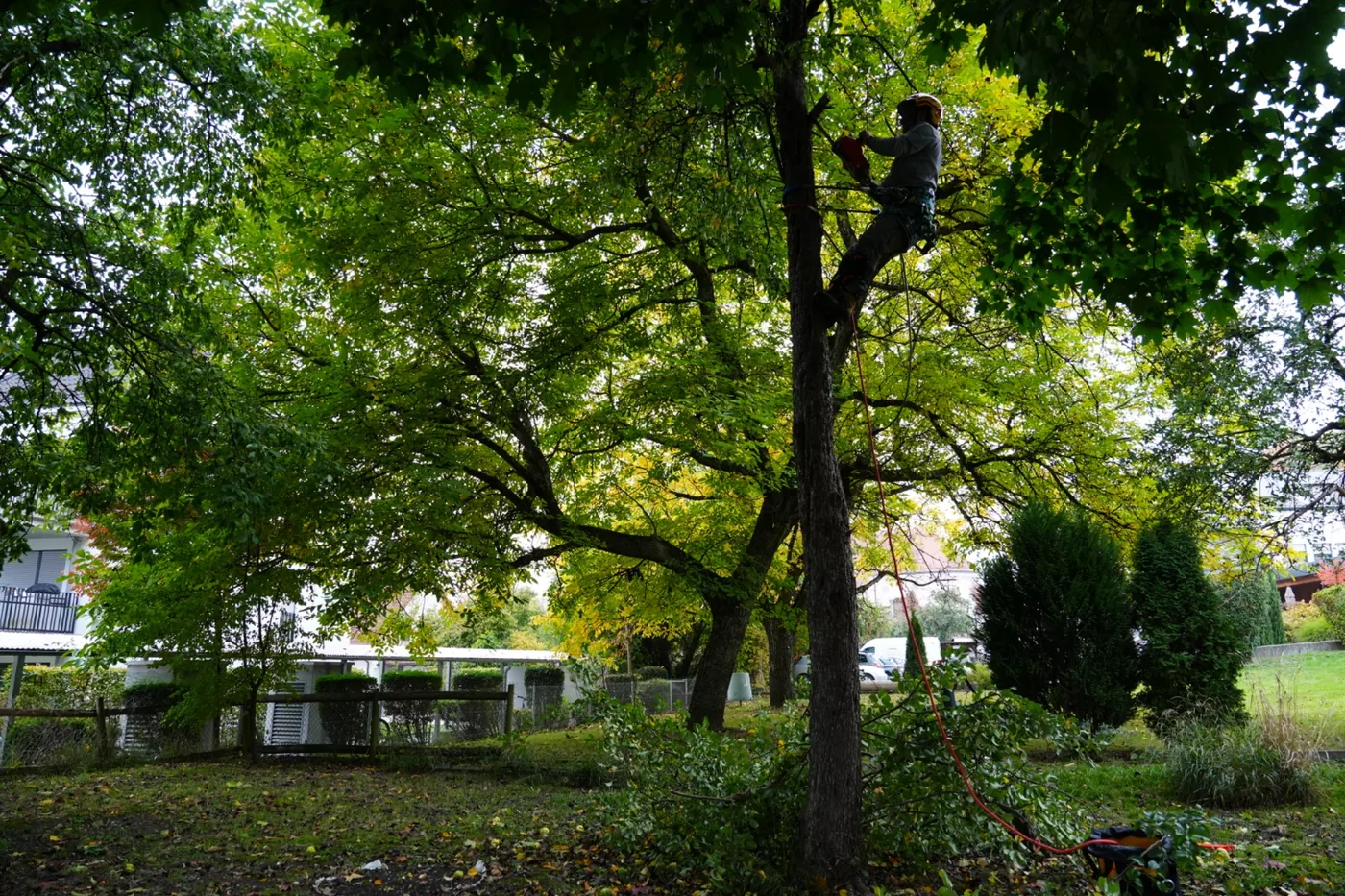Birnbaum mit noch vorhandenen Ästen während der Arbeiten, umgeben von Gartengehölzen und Gebäuden