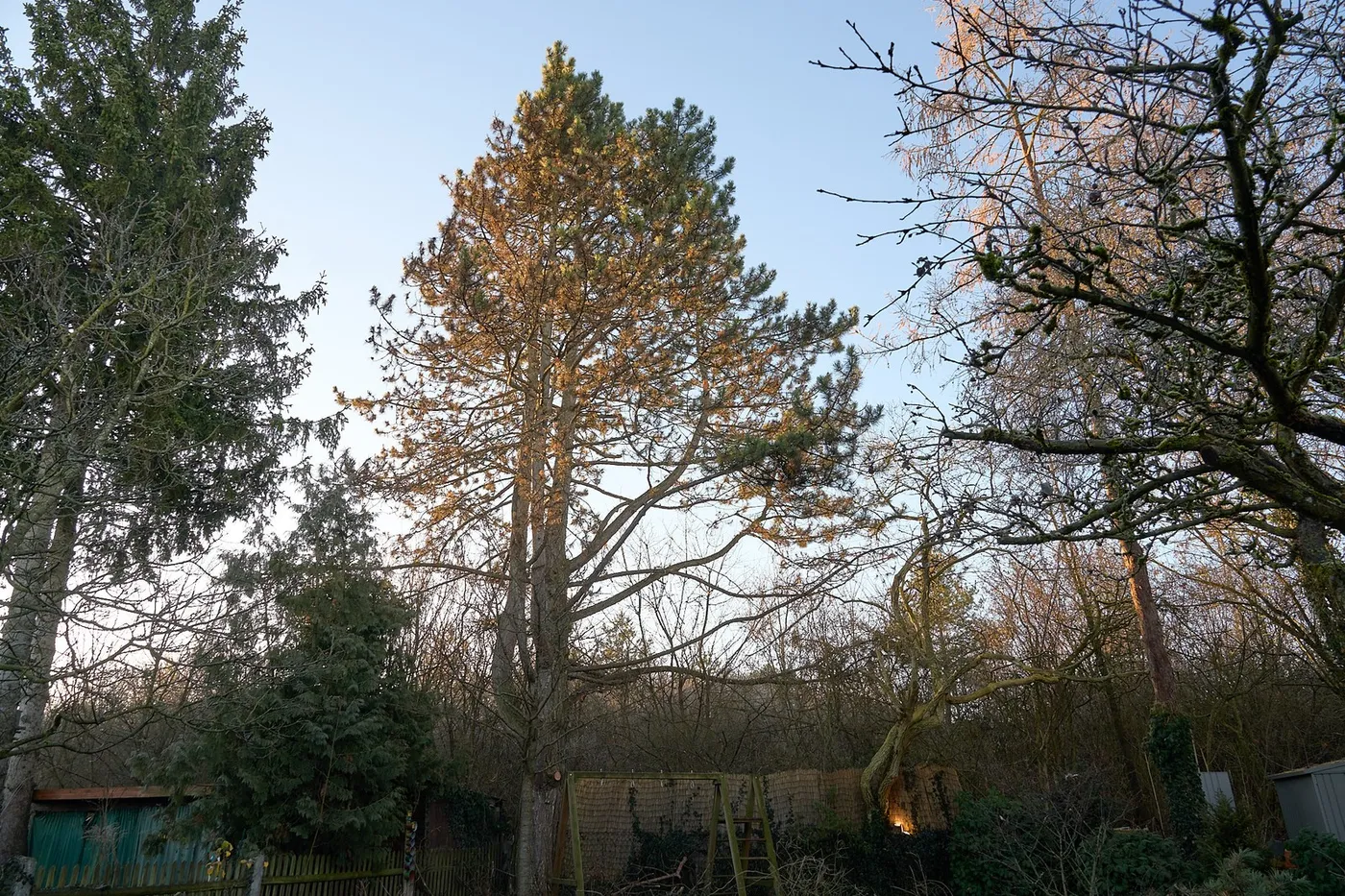 Baumbestand am Rand eines Gartens im Winter