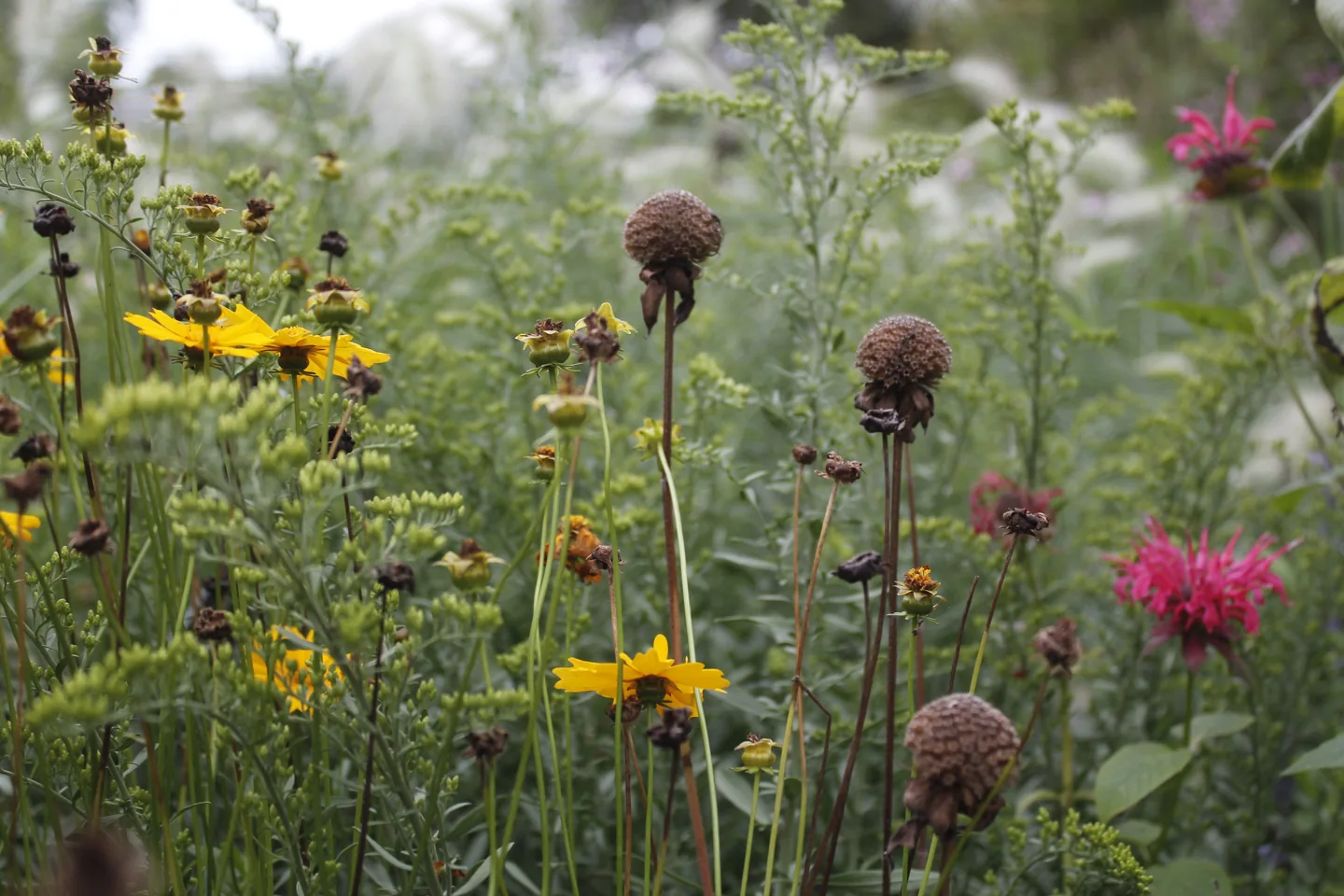 Blühende Stauden und Gehölze als abgestimmte Gartenbepflanzung