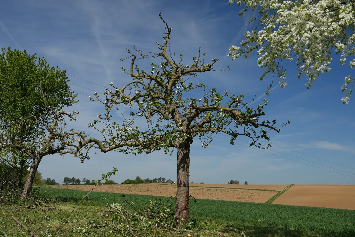 Obstbaum mit sichtbarem Kronengerüst und Schnittgut