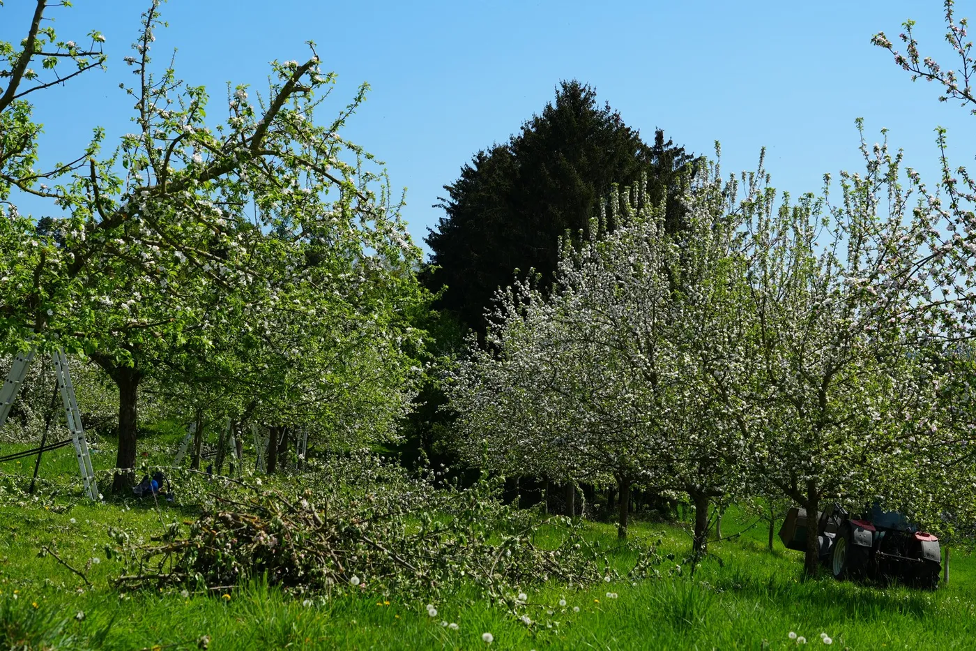 Blühende Obstbäume mit Leiter und Schnittgut