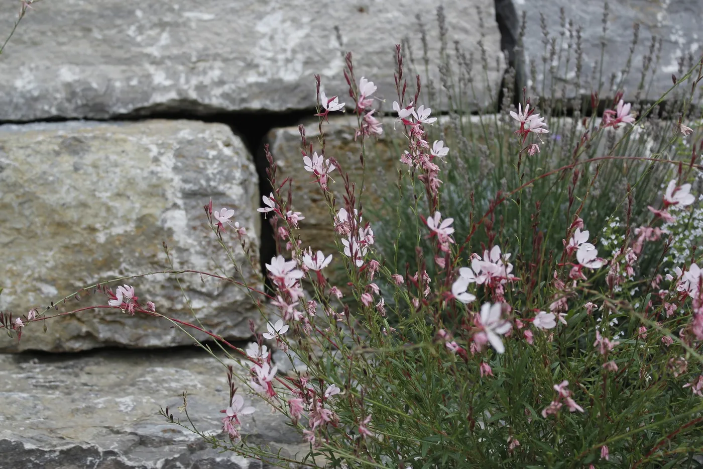 Blühende Stauden vor einer Natursteinmauer
