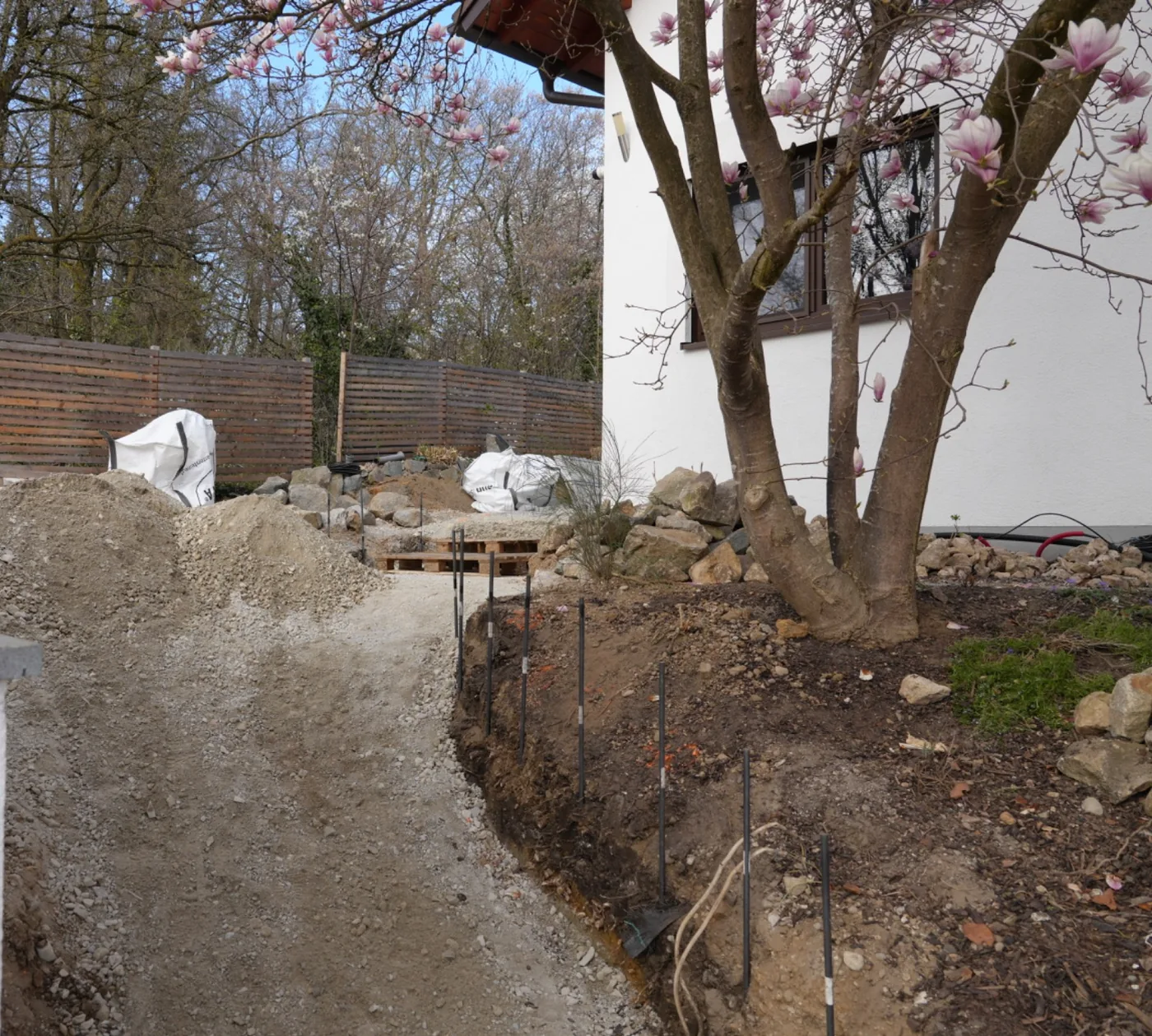 Erhaltene Magnolie neben dem vorbereiteten Stufenverlauf während der Gartenumgestaltung